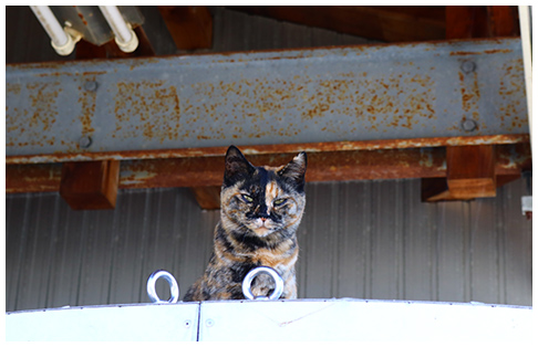 猫